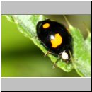 Harmonia axyridis - Asiatischer Marienkaefer 67.jpg